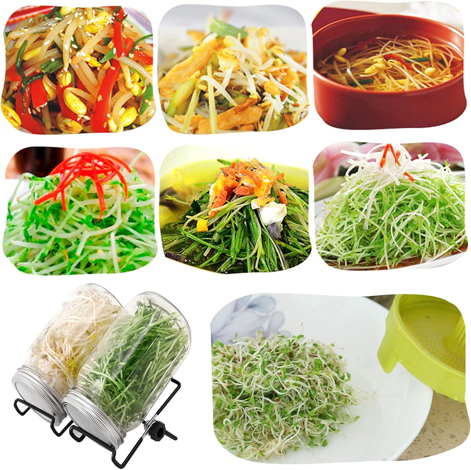 Lulonpon Perfect Sprout Kit